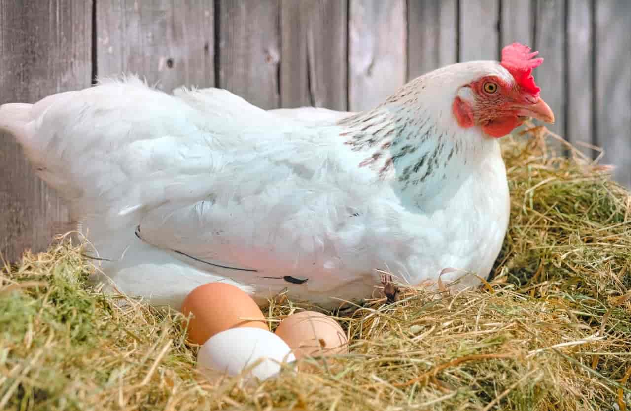 Uova di gallina -Lettoquotidiano