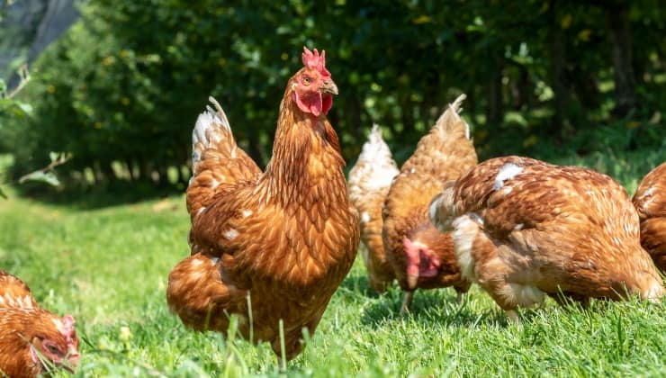 Galline allevate all'aperto -Lettoquotidiano