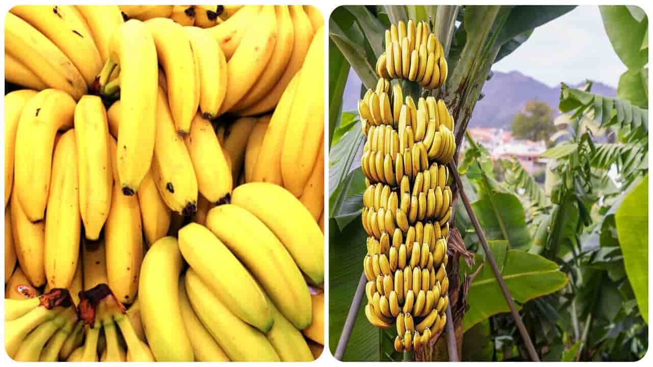 Casco di banane sull'albero -Lettoquotidiano