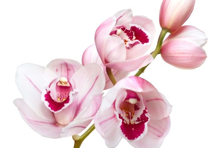 Orchidee phalaenopsis e cybillium. -Lettoquotidiano