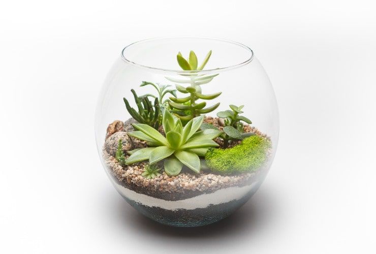 Vaso di vetro con piante grasse - LettoQuotidiano.it