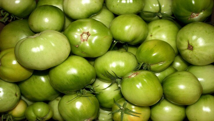 pomodori verdi 