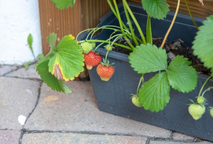 Fragole sul balcone - LettoQuotidiano.it