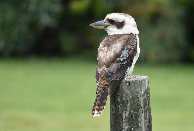 Kookaburra