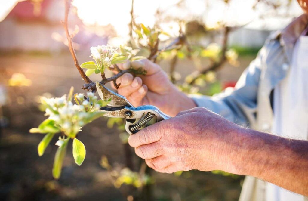 Potature a primavera