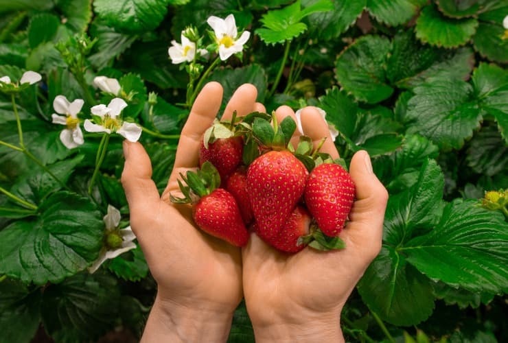 Agricoltura verticale di fragole biologiche