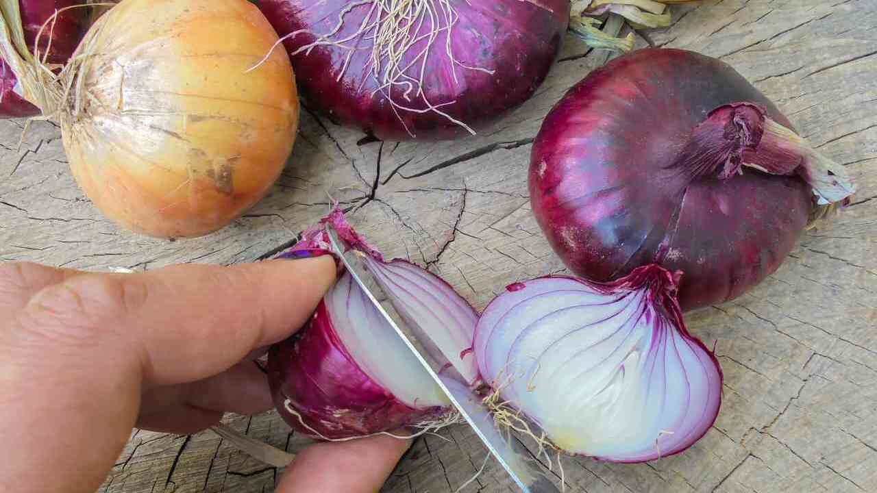 Buccia di cipolle nelle piante