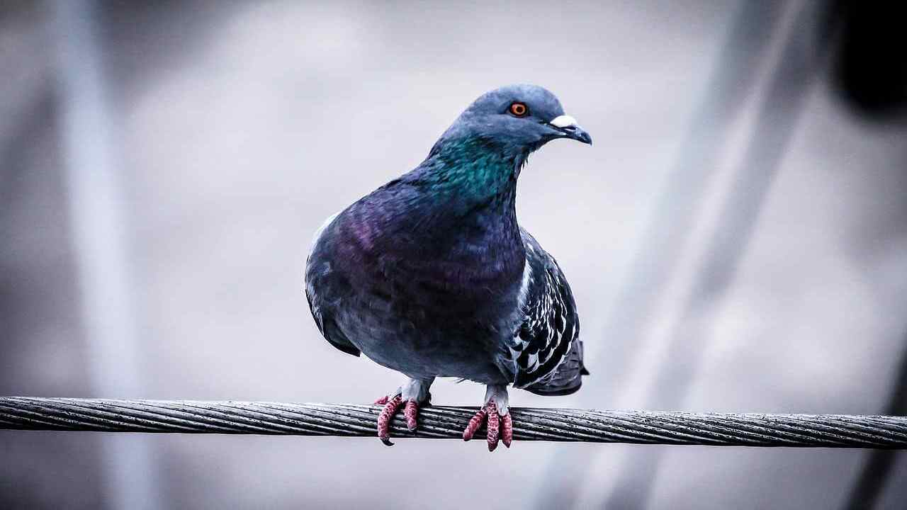 Piccioni e uccelli alle finestre come allontanarli