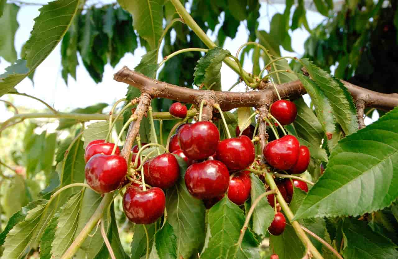 Ramo albero di ciliegie