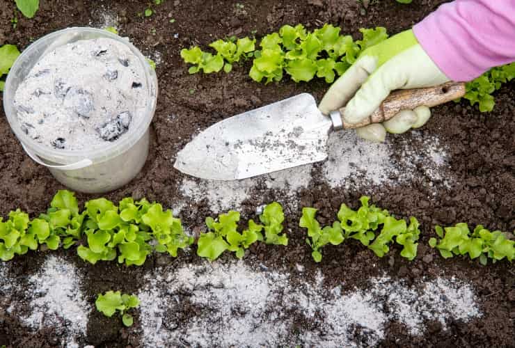 Cenere bruciata tra erbe di lattuga