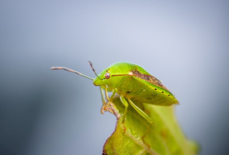 Cimice verde su foglia