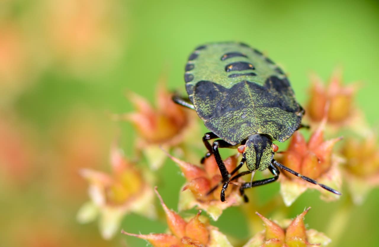 Cimici verdi su un fiore