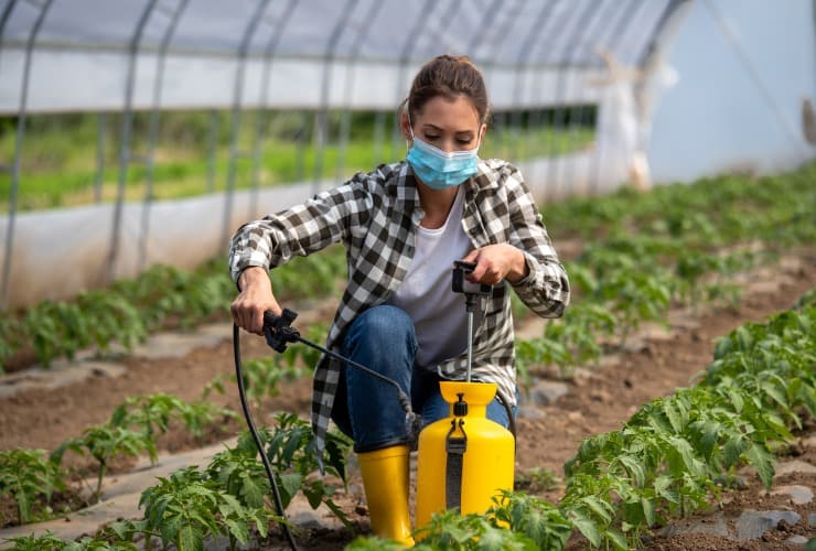 Donna spruzza pesticidi su pomodori in serra