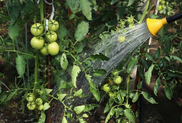 Irrigazione pianta di pomodoro