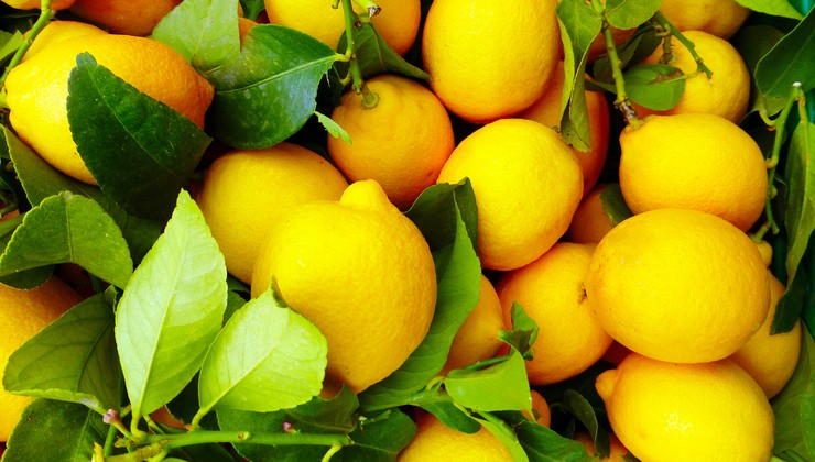 limone in camera