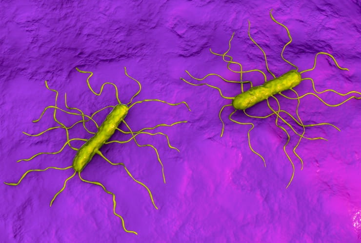 Listeria monocytogenes, batterio 