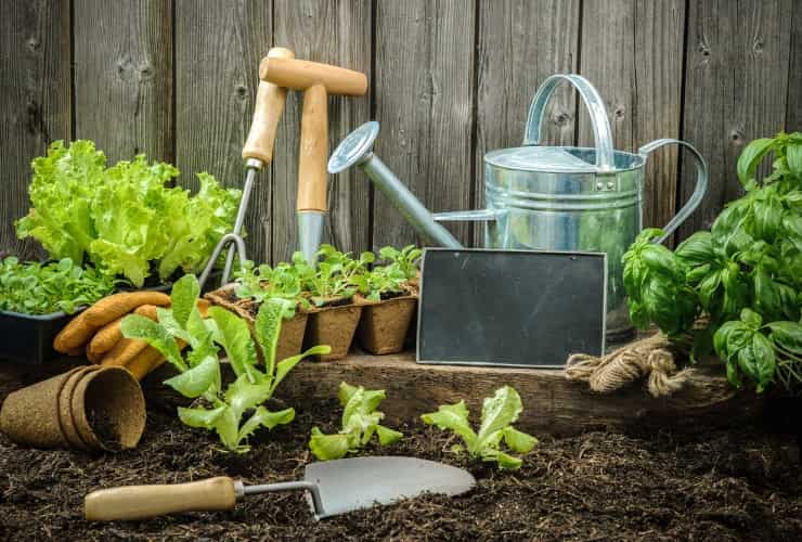 Orto, giardinaggio, piantine