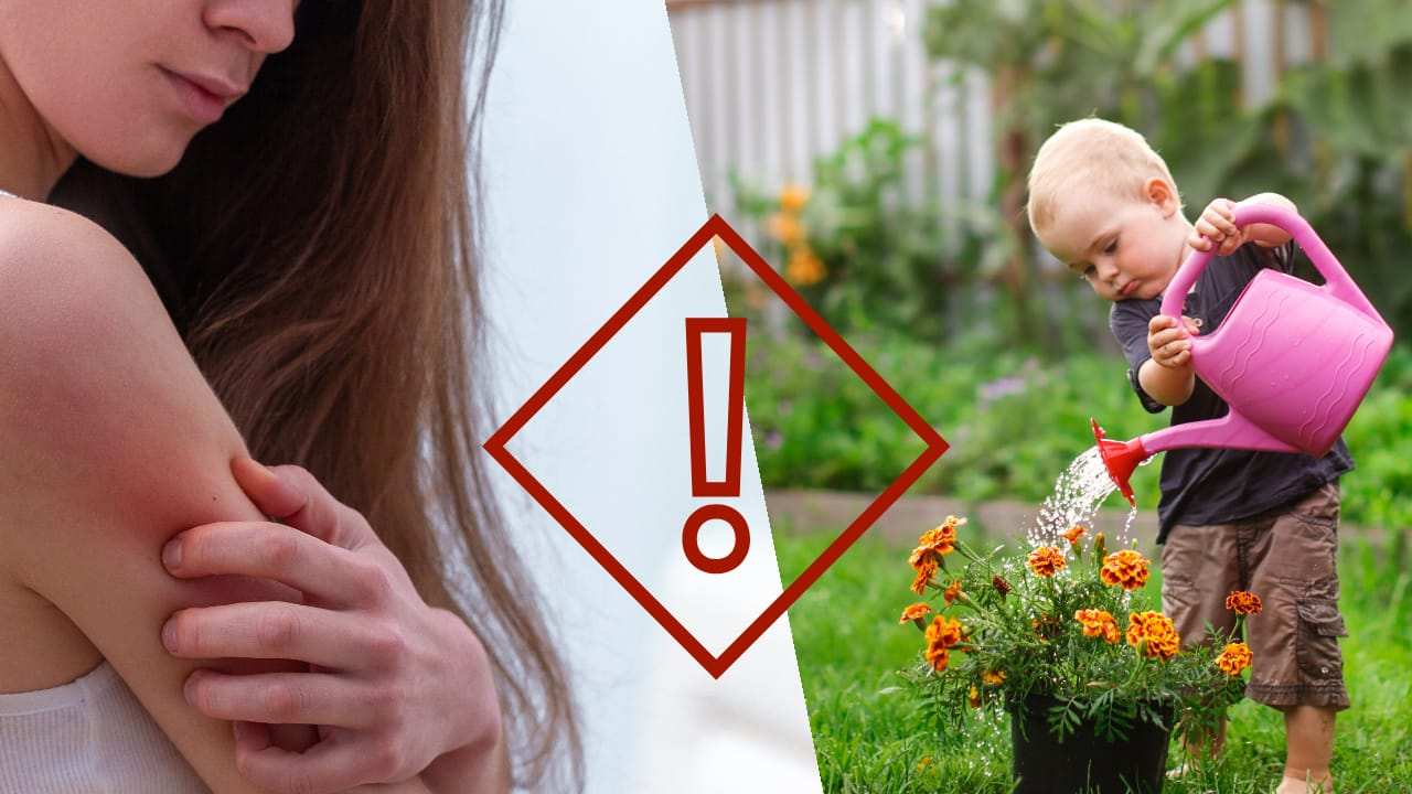 Piante da giardino possono essere dannose