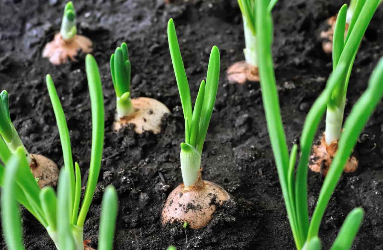 Piante di cipolle nella terra