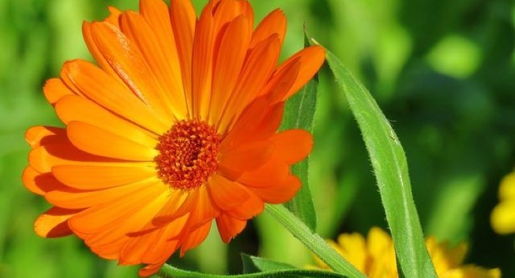 Calendula