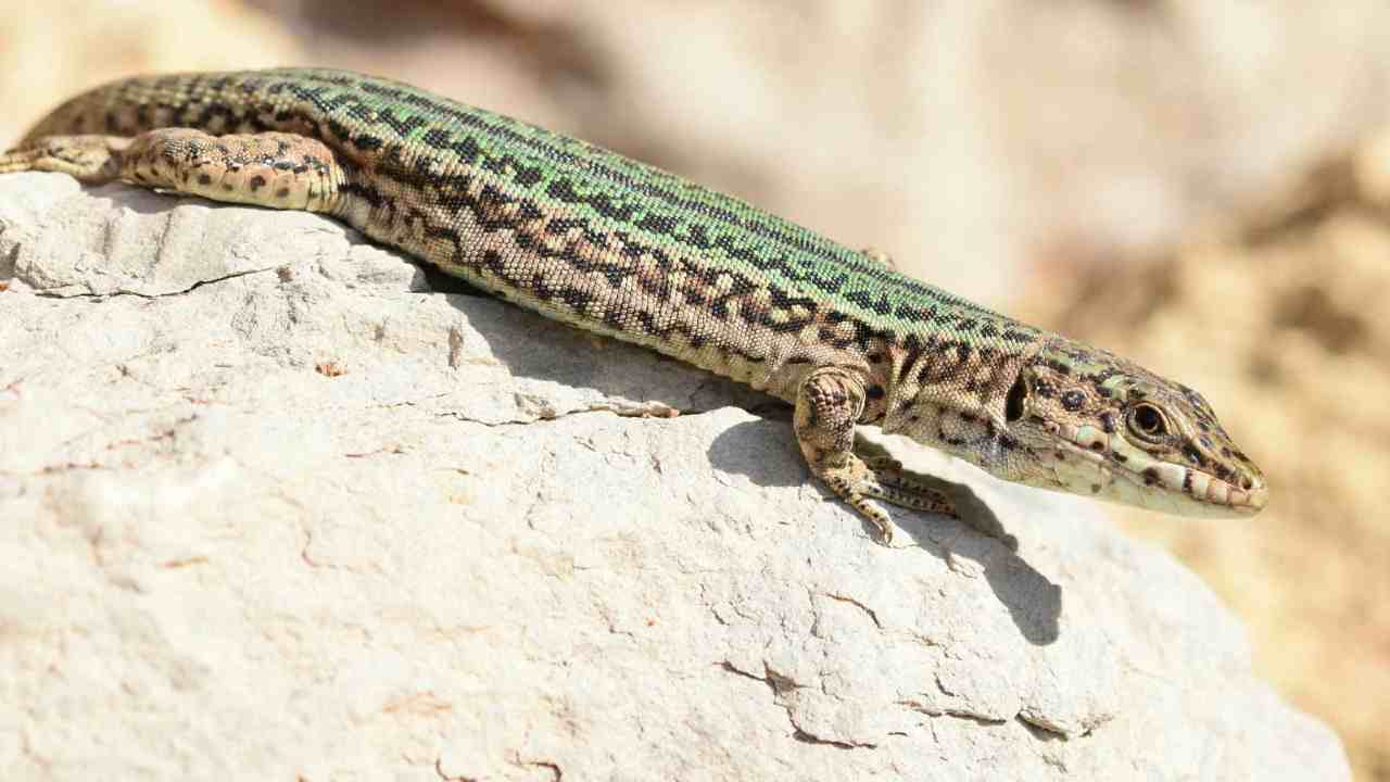 Lucertole in balcone