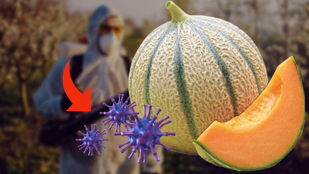 Melone malattie