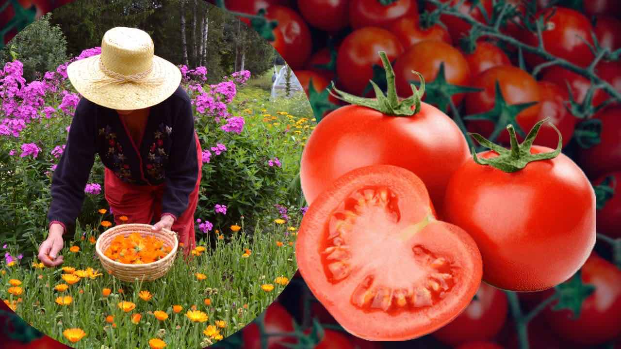 Come far crescere i pomodori