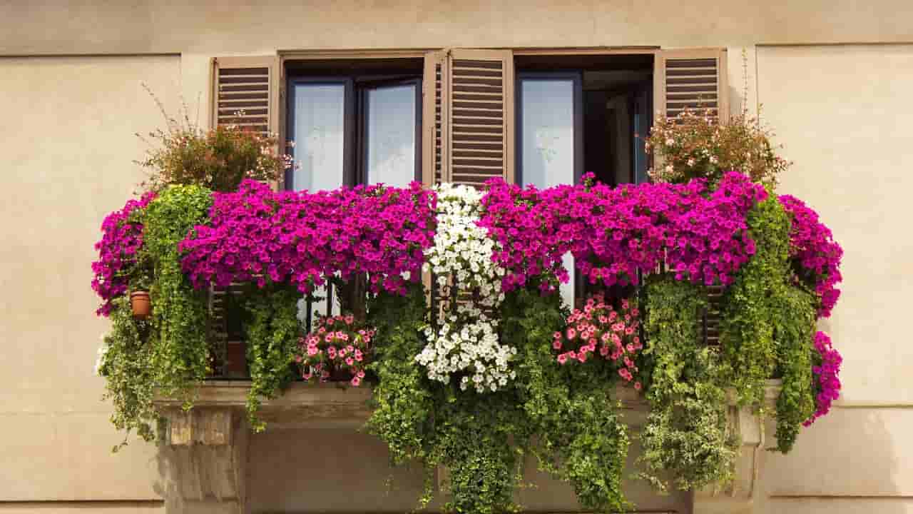 Balcone arredato con pianta di petunias 