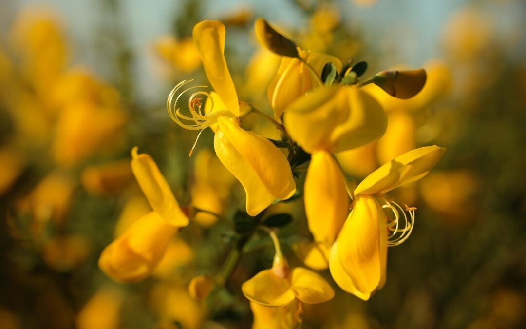 Cytisus scoparius 