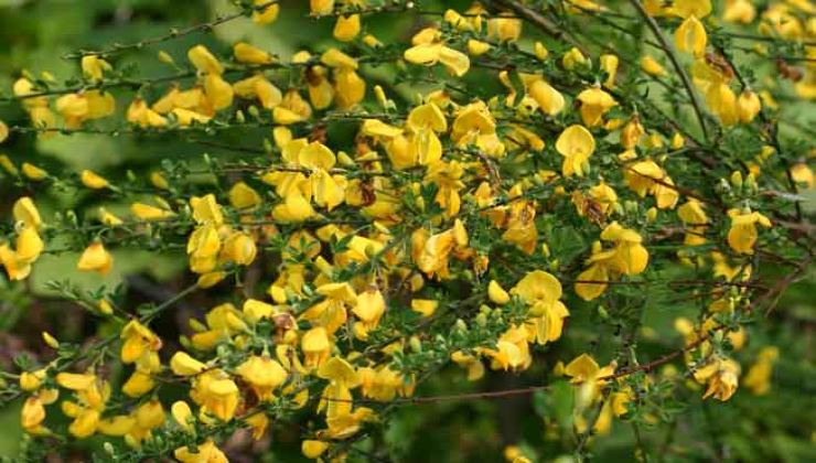 Cytisus scoparius 