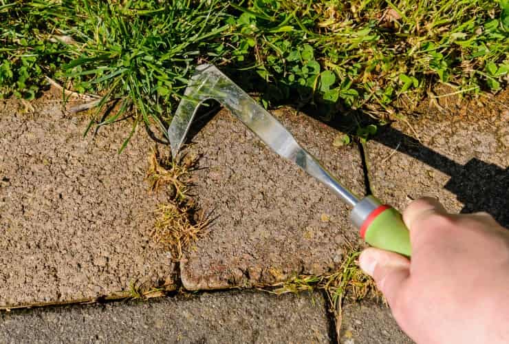 Eliminare le erbacce secche con un coltello da patio