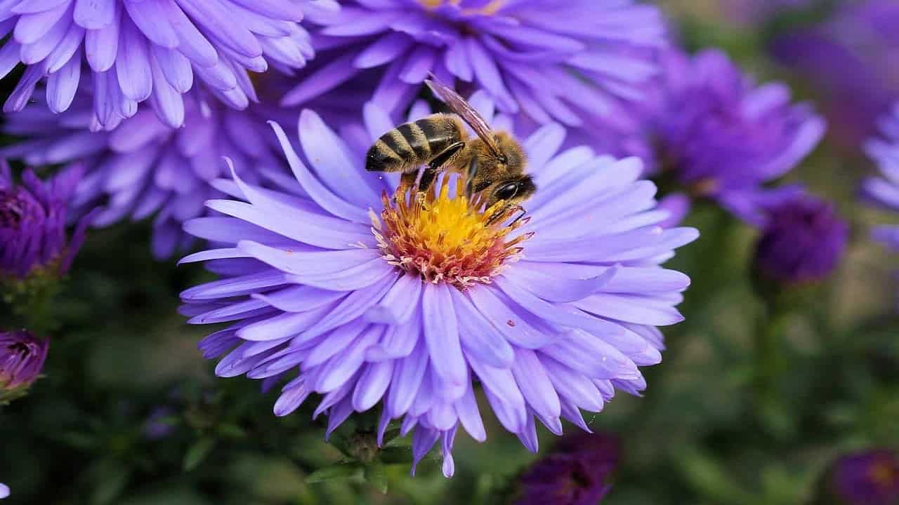 Fiori, piante ornamentali