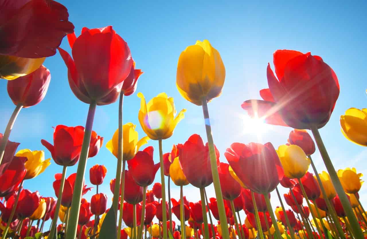 Fiori, tulipani sotto il sole