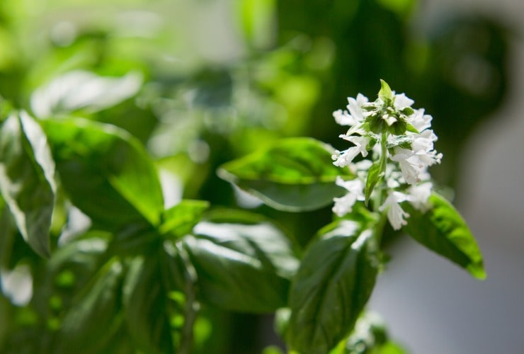 Foglie di basilico con fiori