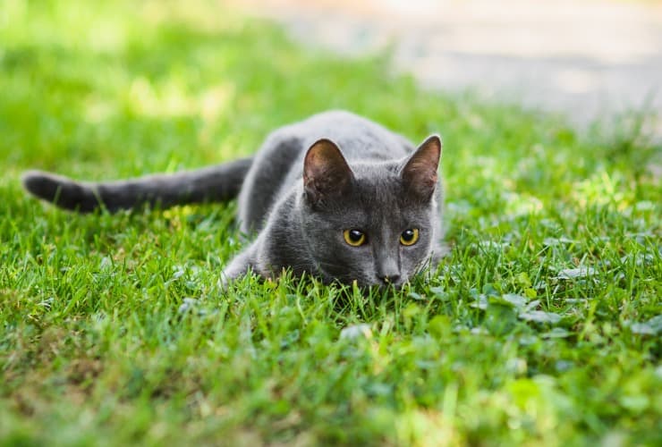 Gatto in giardino