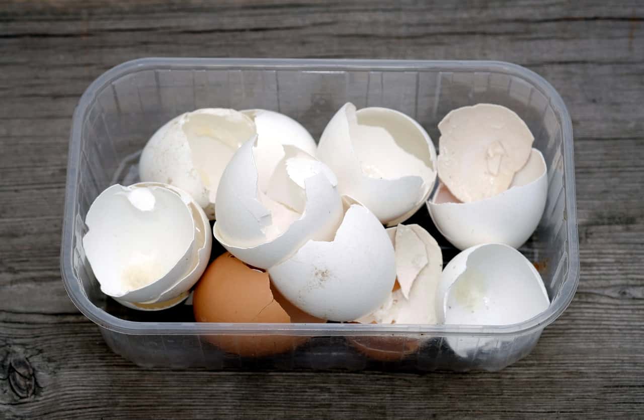 Gusci di uova in contenitore di plastica