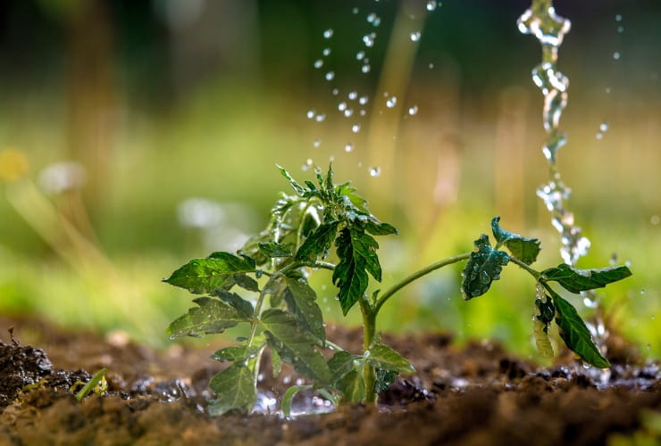 Irrigazione pianta di pomodori