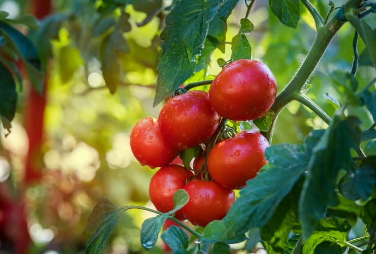 Irrigazione pianta di pomodoro in serra