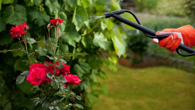 Mano spruzza pesticida su fiori 