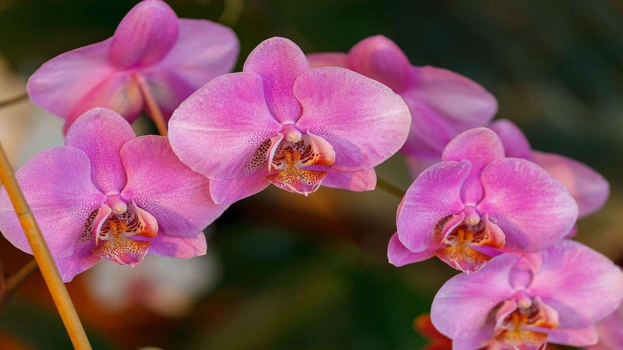 orchidee