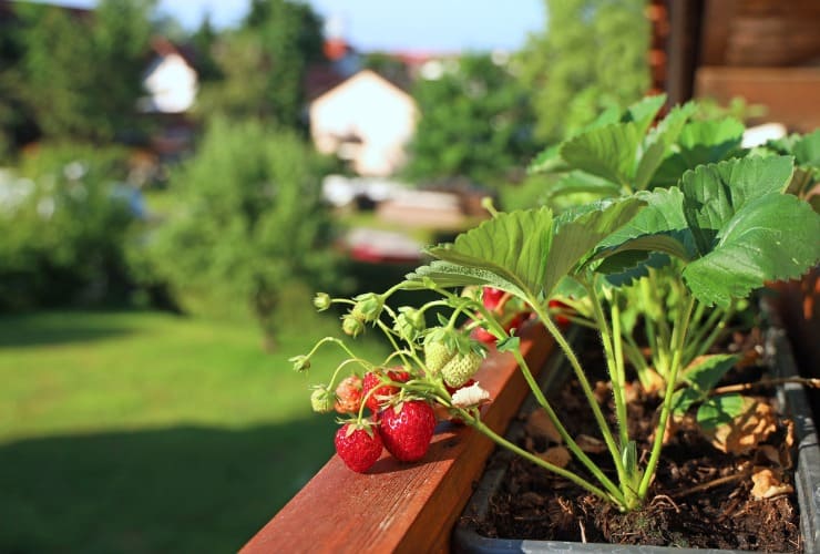 Piantine di fragole in vaso