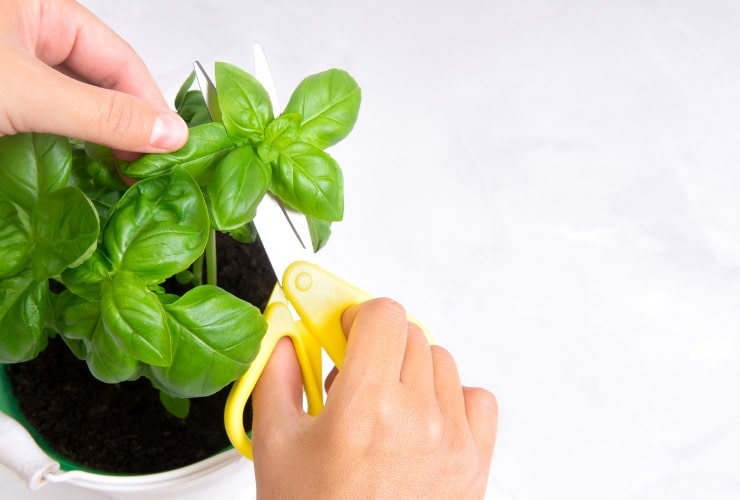 Potatura del basilico con le forbici