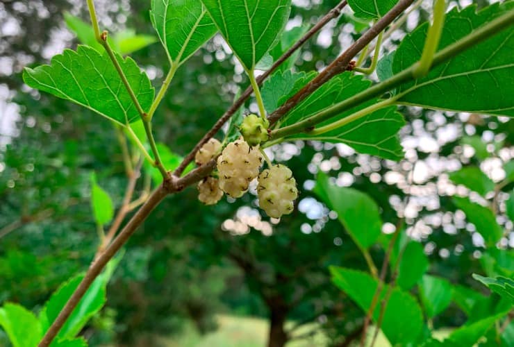 Ramo albero di gelsi