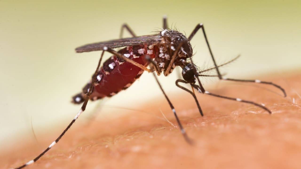 repellente anti-zanzare