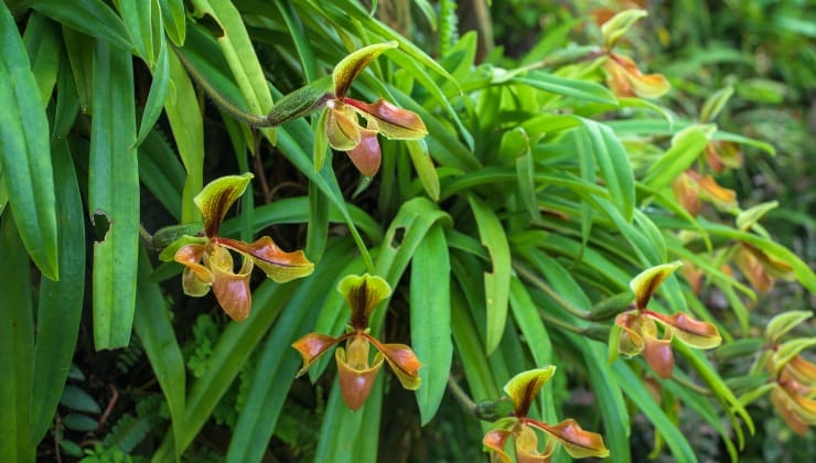 Rigogliose piante di orchidee