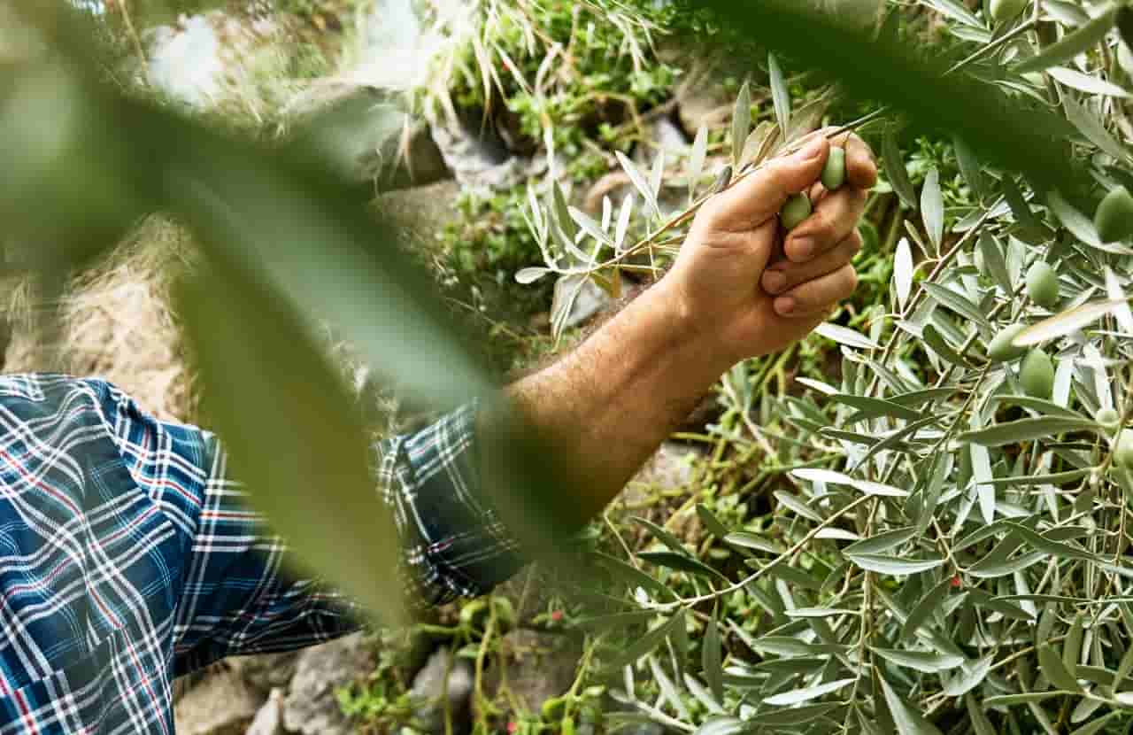 Uomo controlla pianta di olivo