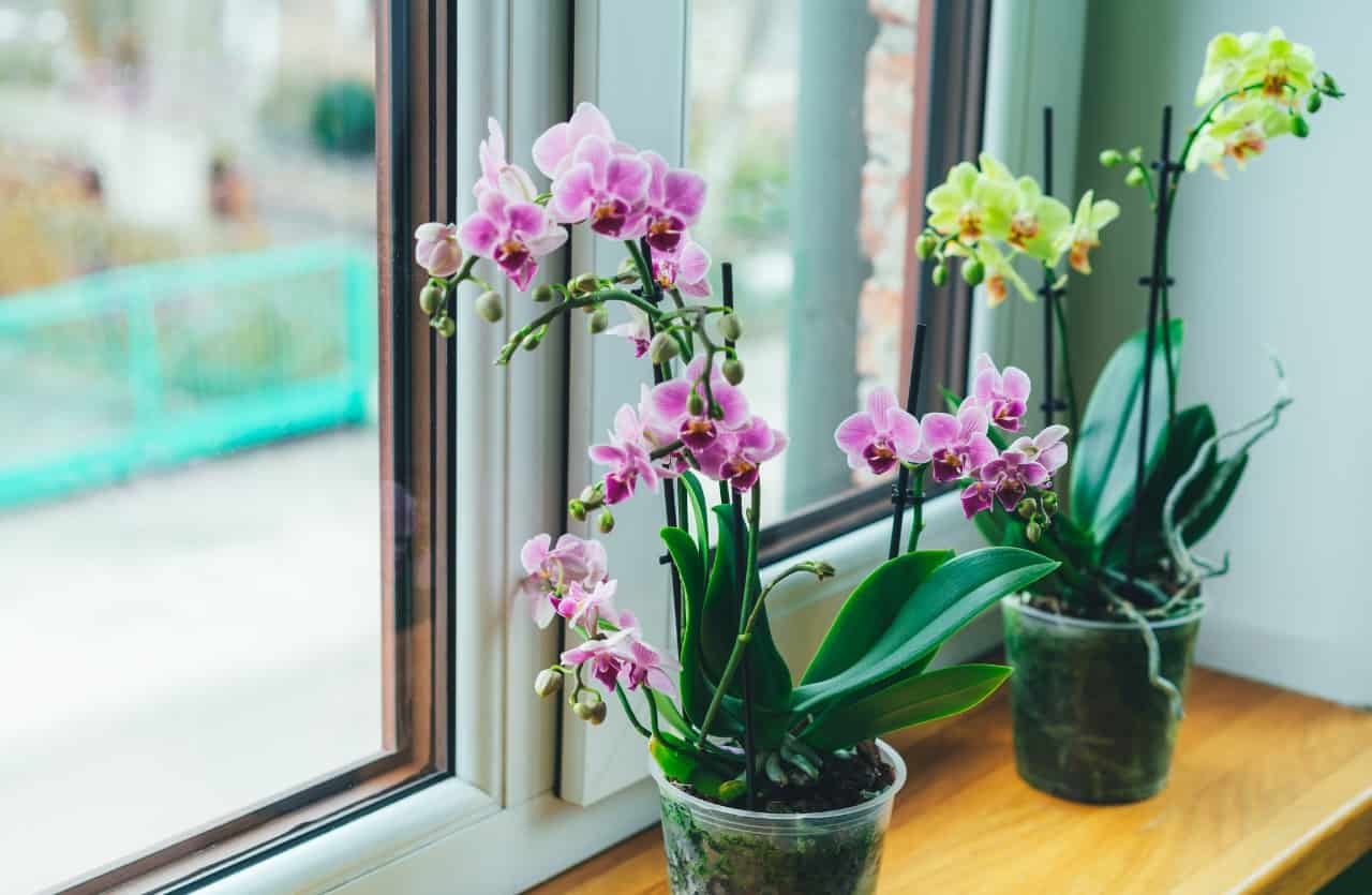 Vasi di orchidee su davanzale