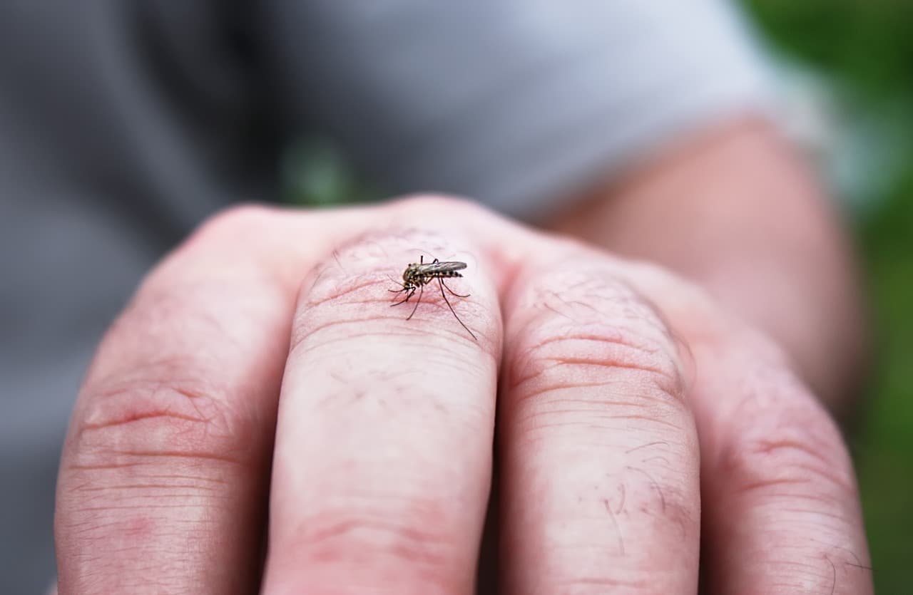 Zanzare succhiano sangue sulla mano