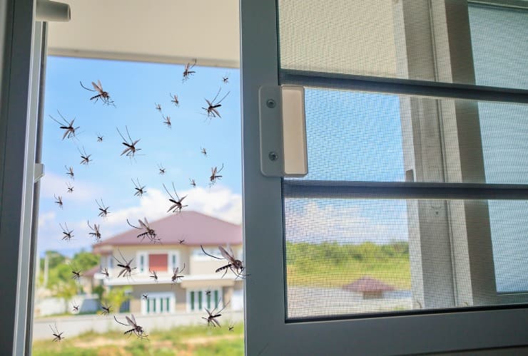 Zanzare volano con zanzariera aperta 