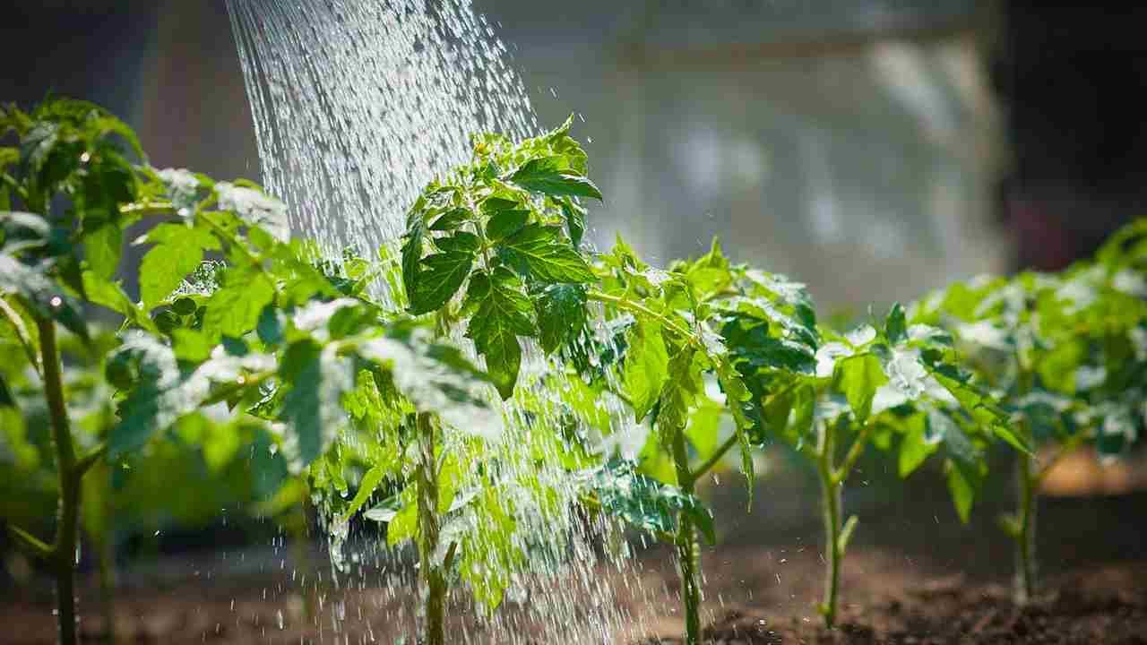 Acqua per le piante